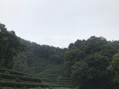 -龙井村