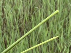 -太湖湖滨国家湿地公园-停车场