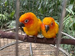 -南宫五洲植物乐园