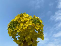 -杏花村文化旅游区