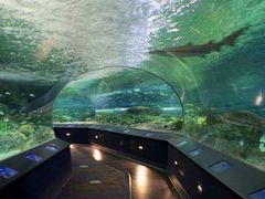 -瑞普利水族馆
