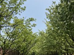 -泰丰公园