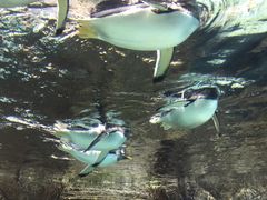 -成都浩海立方海洋公园