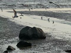 -深圳湾公园(南山区)