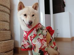 -南京Hallo宠物乐园·哈罗犬舍·柴犬繁育基地
