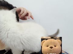 -屋虎猫馆(宝安大仟里店)