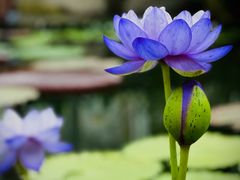 -国家植物园南园