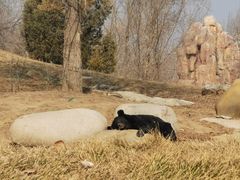 -北京野生动物园