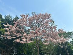 -深圳湾公园(南山区)