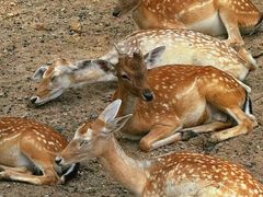 -石家庄市动物园