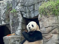 -都江堰中华大熊猫苑