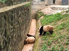 -都江堰中华大熊猫苑