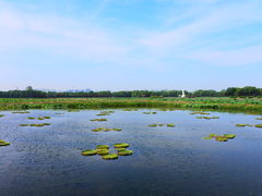 -荷塘月色湿地公园·向阳花洲