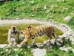 -西安秦岭野生动物园