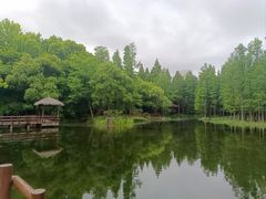 -上海滨江森林公园