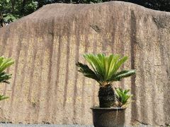 -陈家山荷花公园