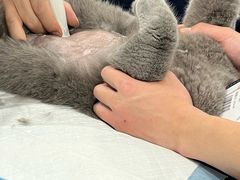 -博特宠物医院24h犬猫全科.骨科·异宠
