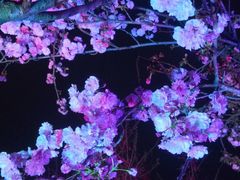 -天适樱花悠乐园