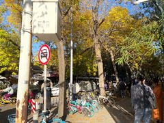 -三里屯东五街银杏大道
