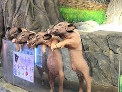 -正佳雨林生态植物园