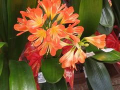 -中环花鸟鱼虫市场