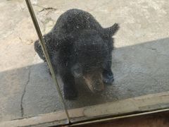 -东莞香市动物园
