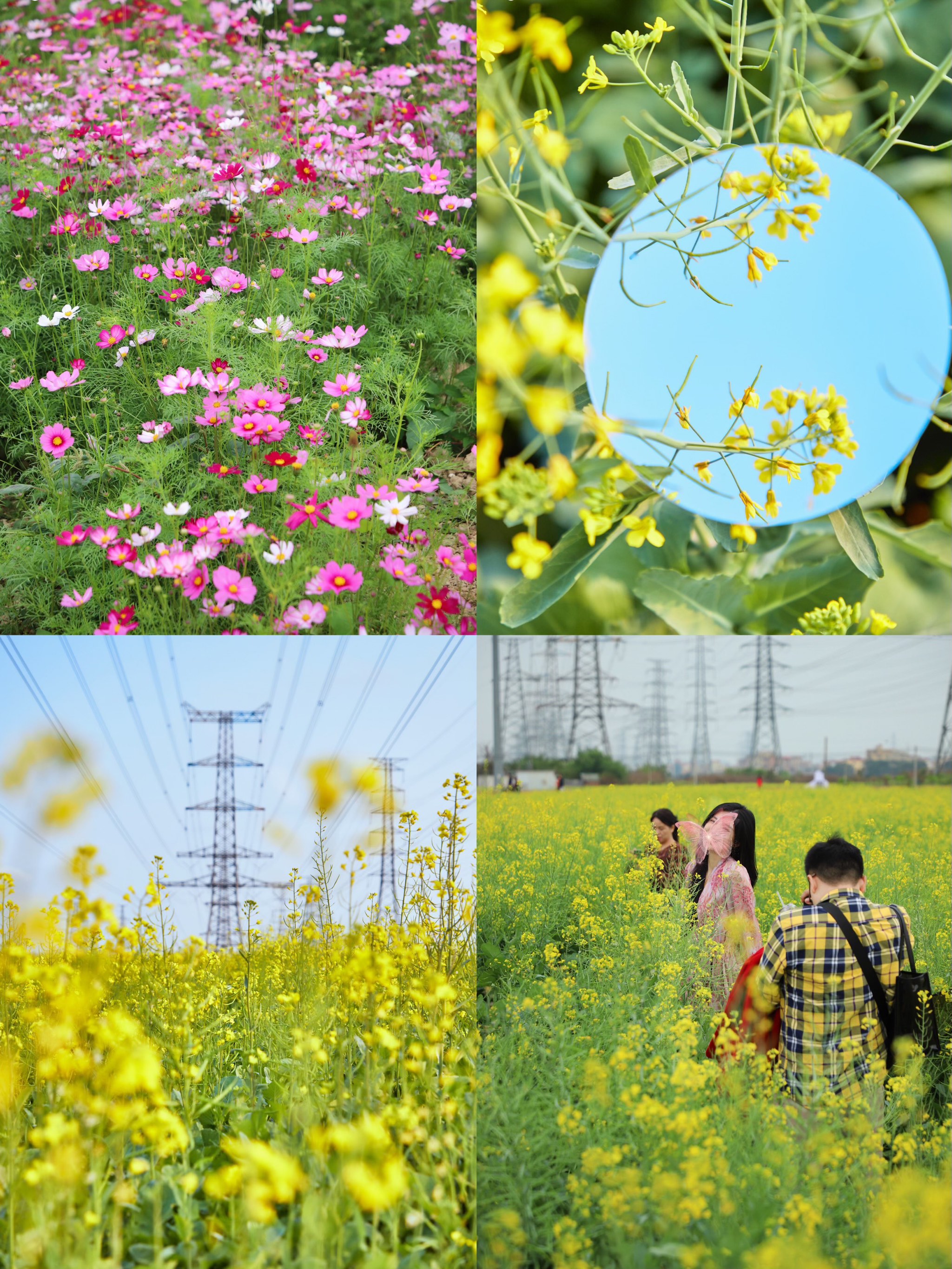 东莞油菜花景点图片