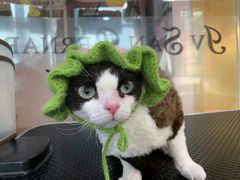 -车接车送·寄养洗护·德文猫舍(大宁店)