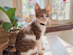 -海边的猫和咖啡馆