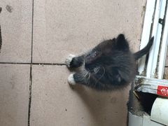 -老太皮肚面