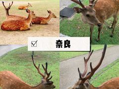 -奈良公园