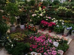 -双季花艺园艺市场(浦东店)