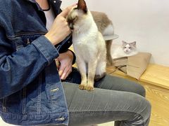 -Heymao猫咖.咖啡厅(东门店)