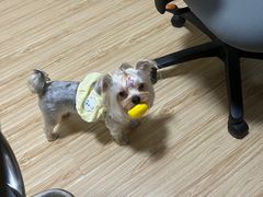 -PETKIT 小佩宠物·低压洗护·美容·寄养(安远店)