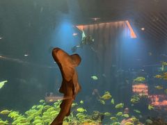 -涛·海底餐厅·美人鱼·自助餐·海底隧道(三亚海棠湾洲际度假酒店)