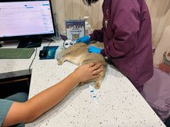 -宠爱国际动物医院·疑难骨科·心肾内科·皮肤科(太阳宫店)