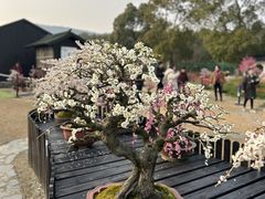 -香雪海