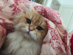 -欣宠猫屋·矮脚拿破仑·蓝金金渐层