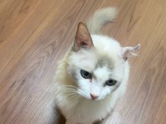 -楼上猫咖(罗湖店)