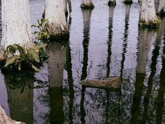 -重庆彩云湖湿地公园