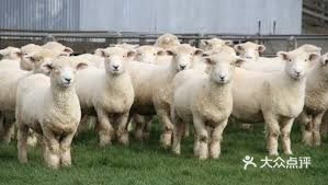 English Word: Hogget