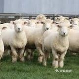 English Word: Hogget