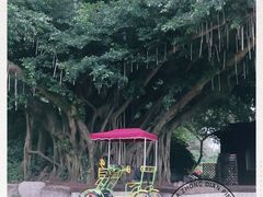 -野狸岛