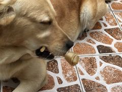 -艾吉宠物医院·疑难杂症转诊中心·猫友好(碧江路院)