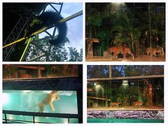 -清迈夜间动物园