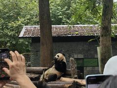 -都江堰中华大熊猫苑