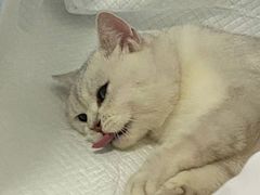 -灵美宠物诊所