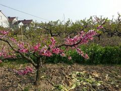 android_upload_pic-南汇桃花村
