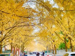 -三里屯东五街银杏大道