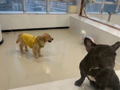 -共舞时光猫咖·狗咖(新街口店)
